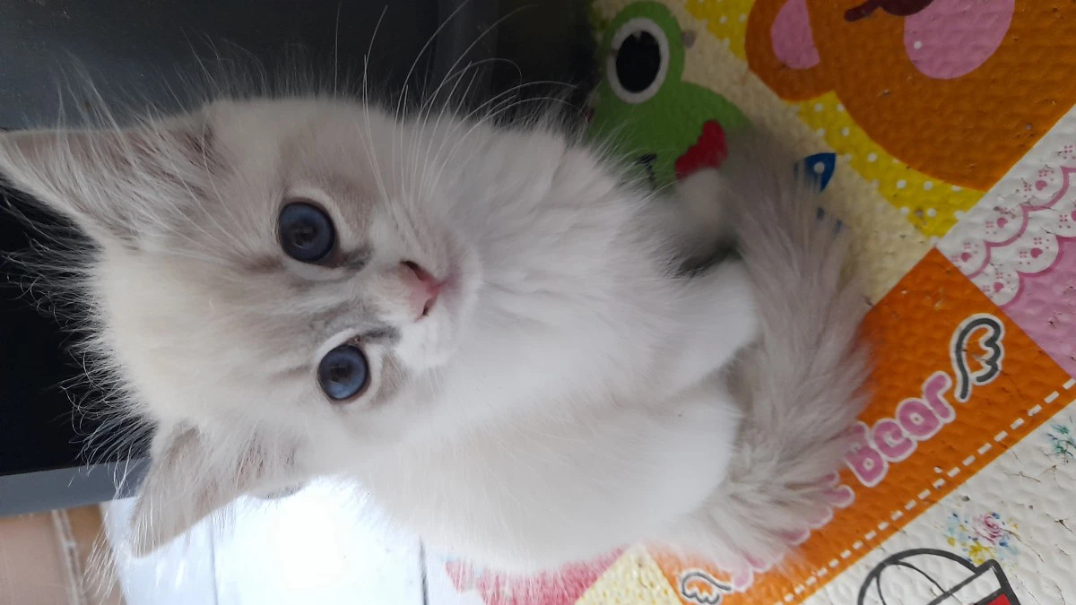 ItalyRagdolls 3 femmine ,2 mas | Foto 4