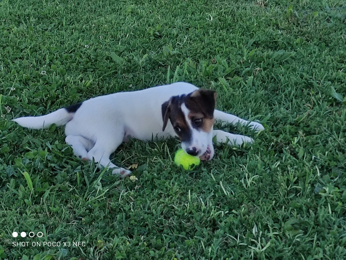 Cuccioli Jack Russell, pedigre | Foto 3