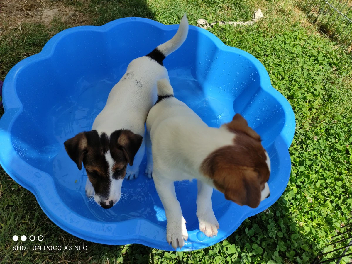 Cuccioli Jack Russell, pedigre | Foto 1