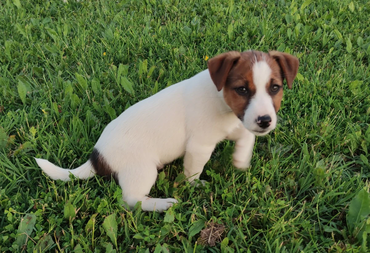 Cuccioli Jack Russell, pedigre | Foto 2
