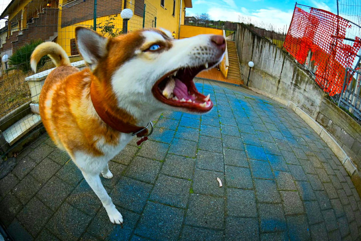 Vendo cucciolo di Husky Siberi | Foto 8