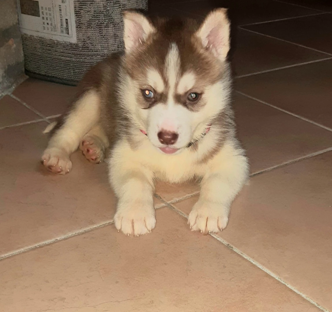 Vendo cucciolo di Husky Siberi | Foto 7