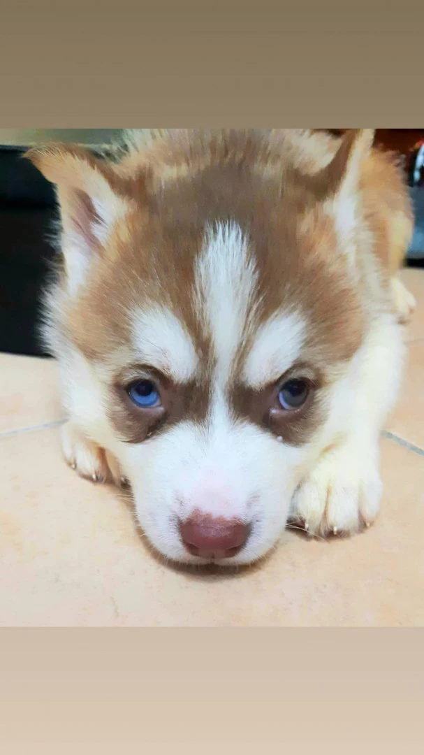 Vendo cucciolo di Husky Siberi | Foto 6