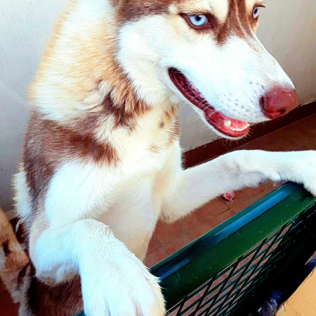 Vendo cucciolo di Husky Siberi | Foto 3