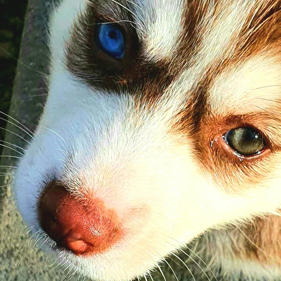 Vendo cucciolo di Husky Siberi | Foto 1
