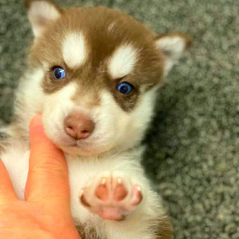 Vendo cucciolo di Husky Siberi | Foto 5