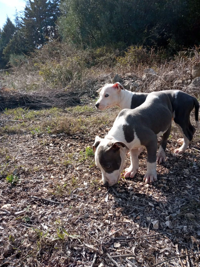 L' allevamento Amstaff di Vill | Foto 9