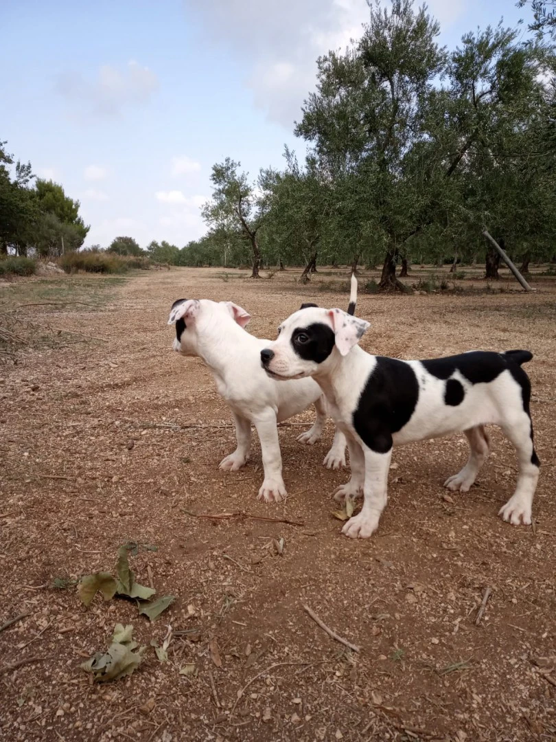 L' allevamento Amstaff di Vill | Foto 5