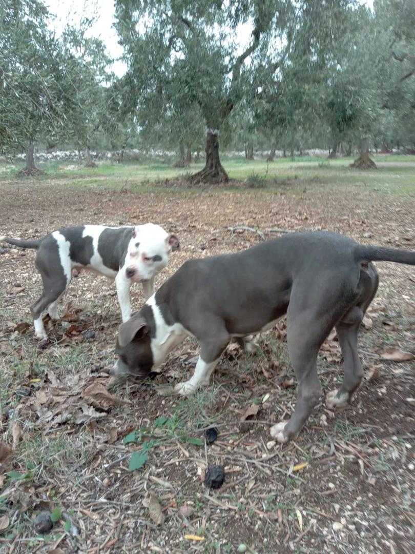 L' allevamento Amstaff di Vill | Foto 8