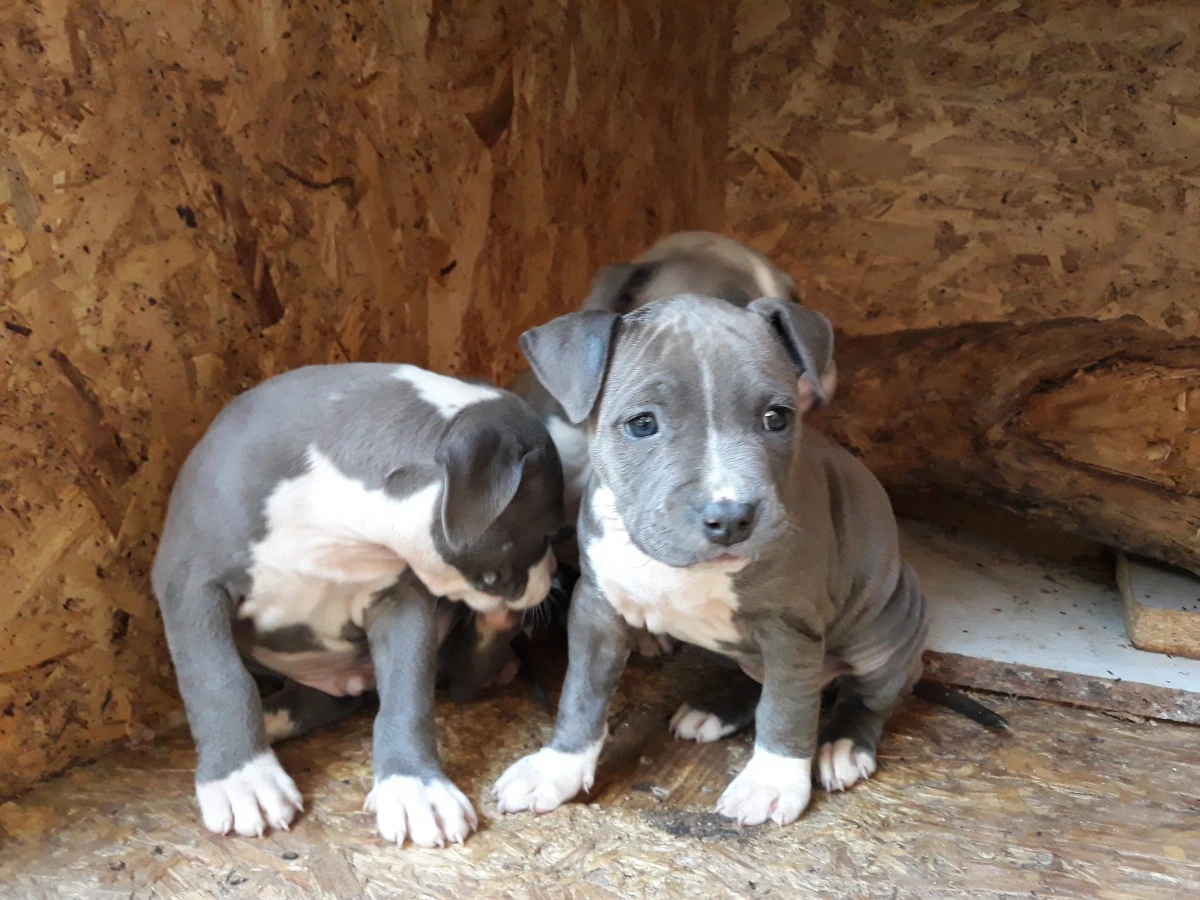 L' allevamento Amstaff di Vill | Foto 4