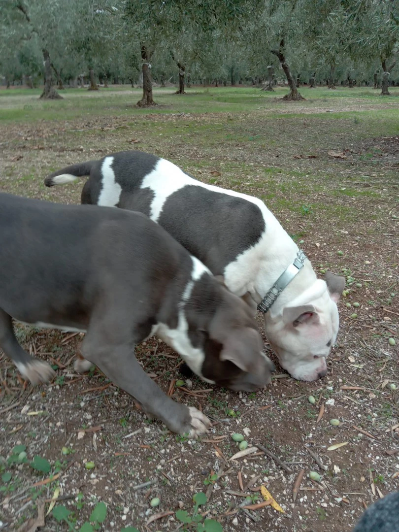 L' allevamento Amstaff di Vill | Foto 7