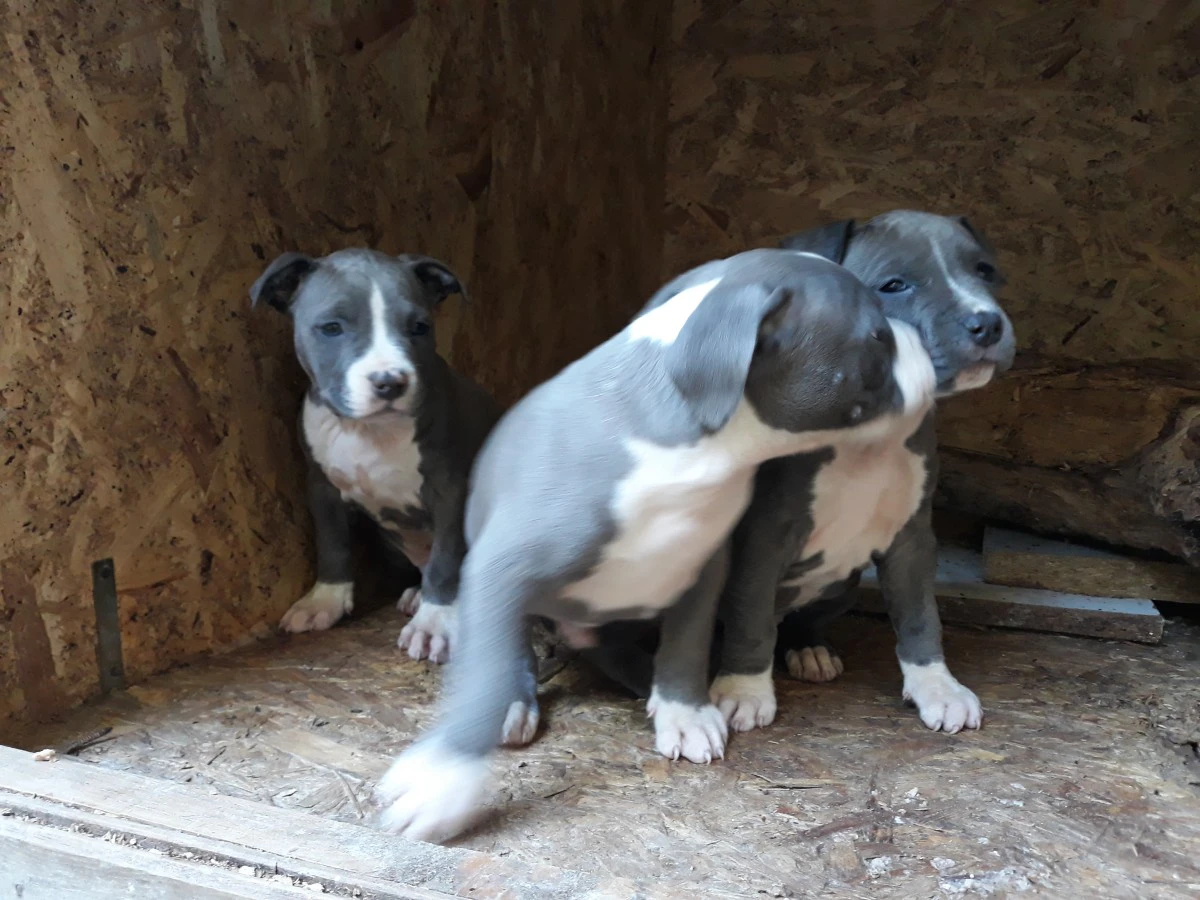 L' allevamento Amstaff di Vill | Foto 1