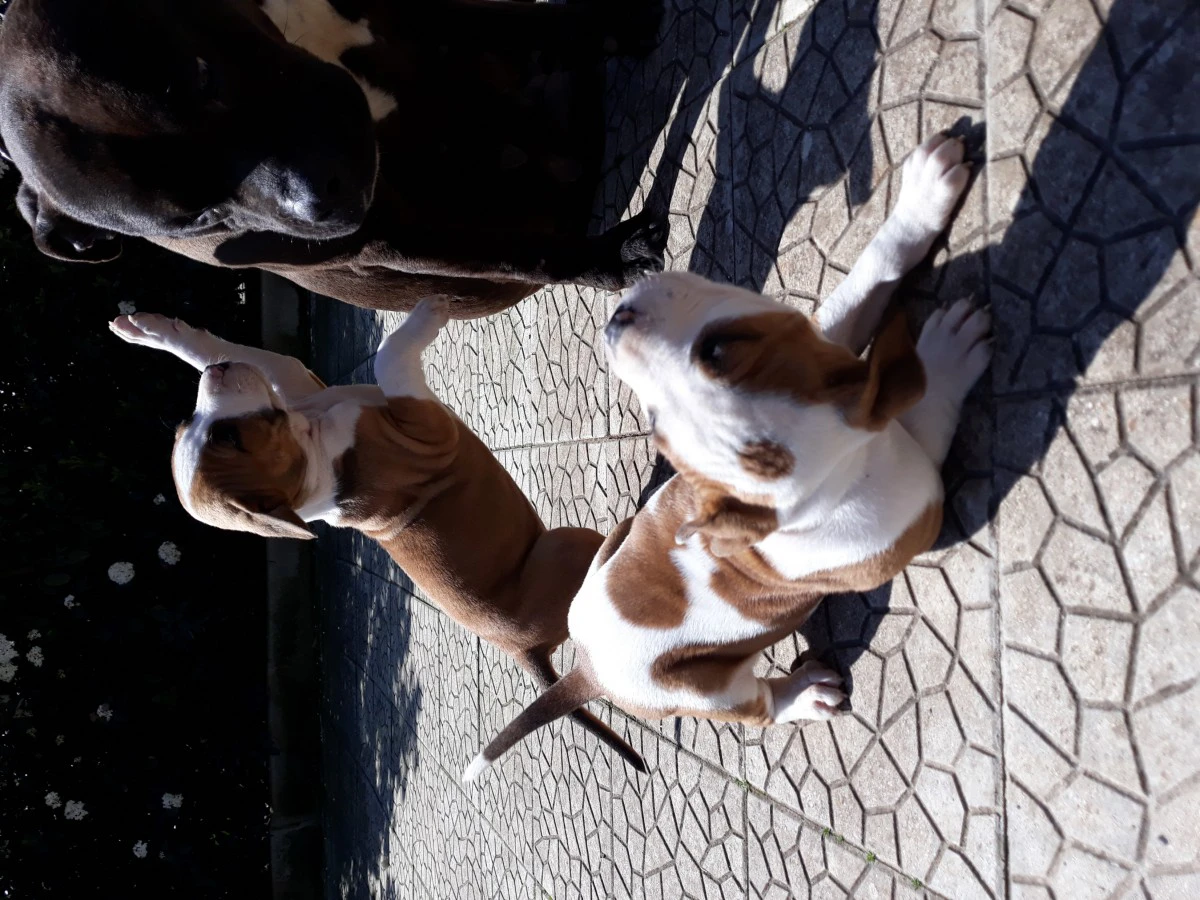 L' allevamento Amstaff di Vill | Foto 10