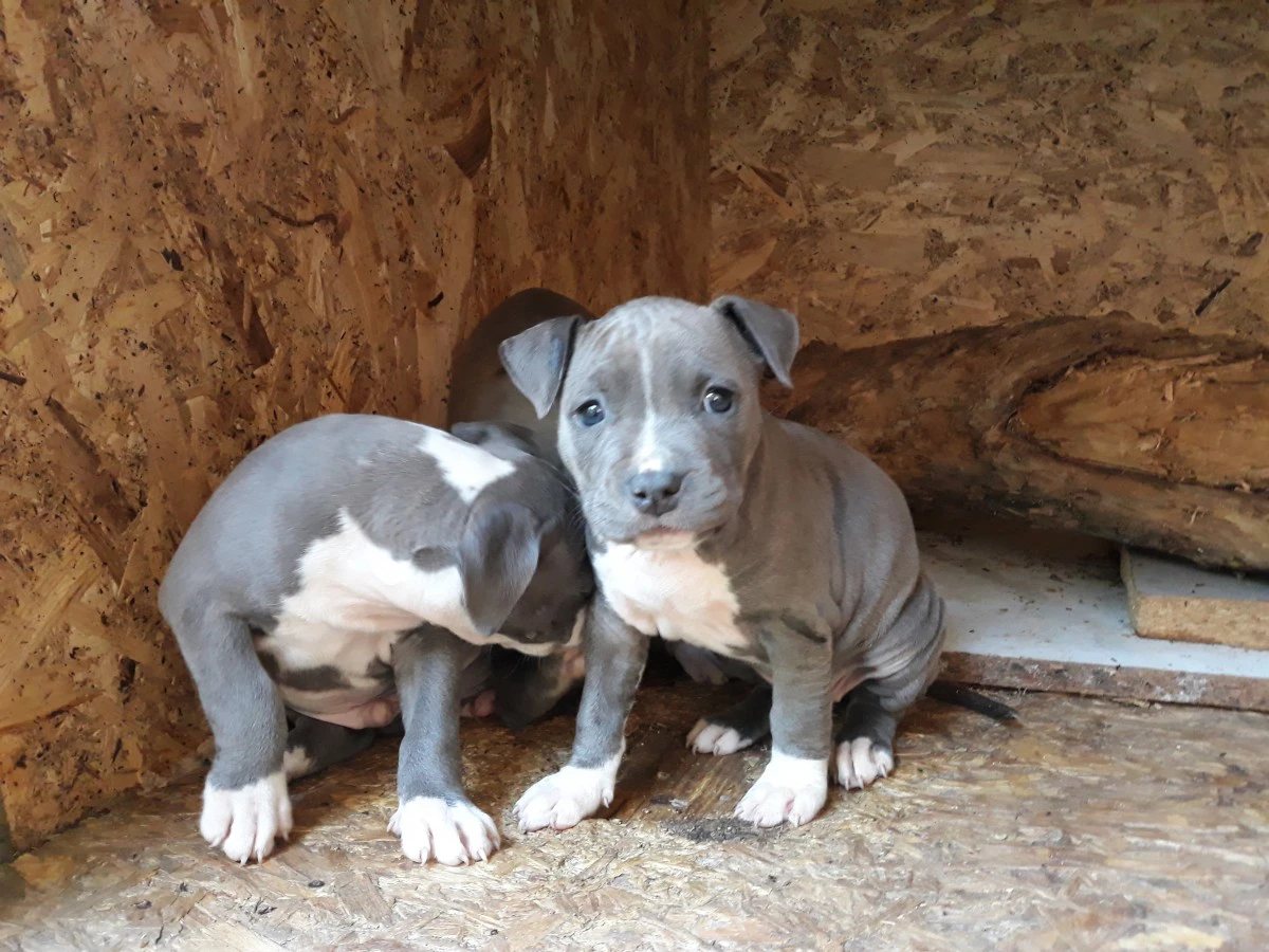 L' allevamento Amstaff di Vill | Foto 3