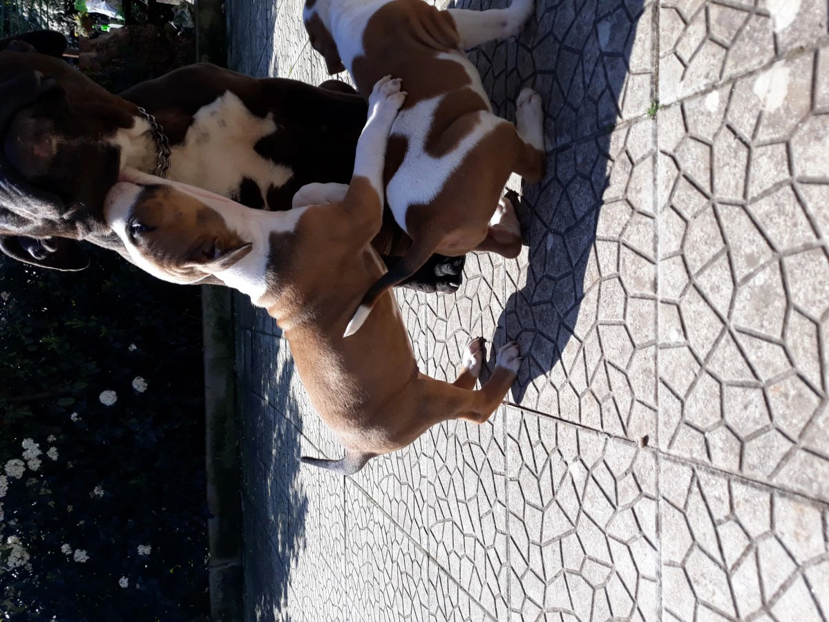 L' allevamento Amstaff di Vill | Foto 11