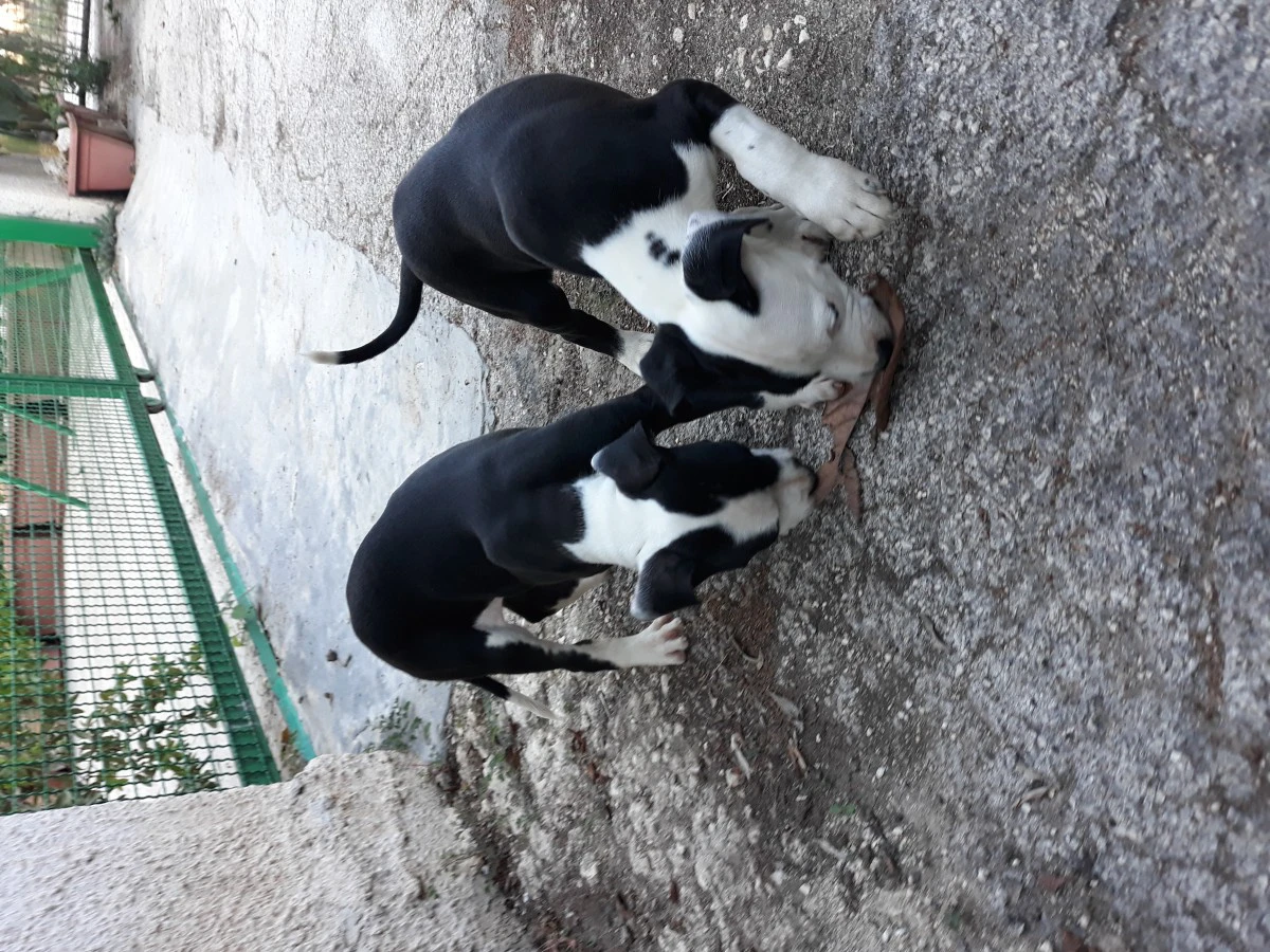 L' allevamento Amstaff di Vill | Foto 6