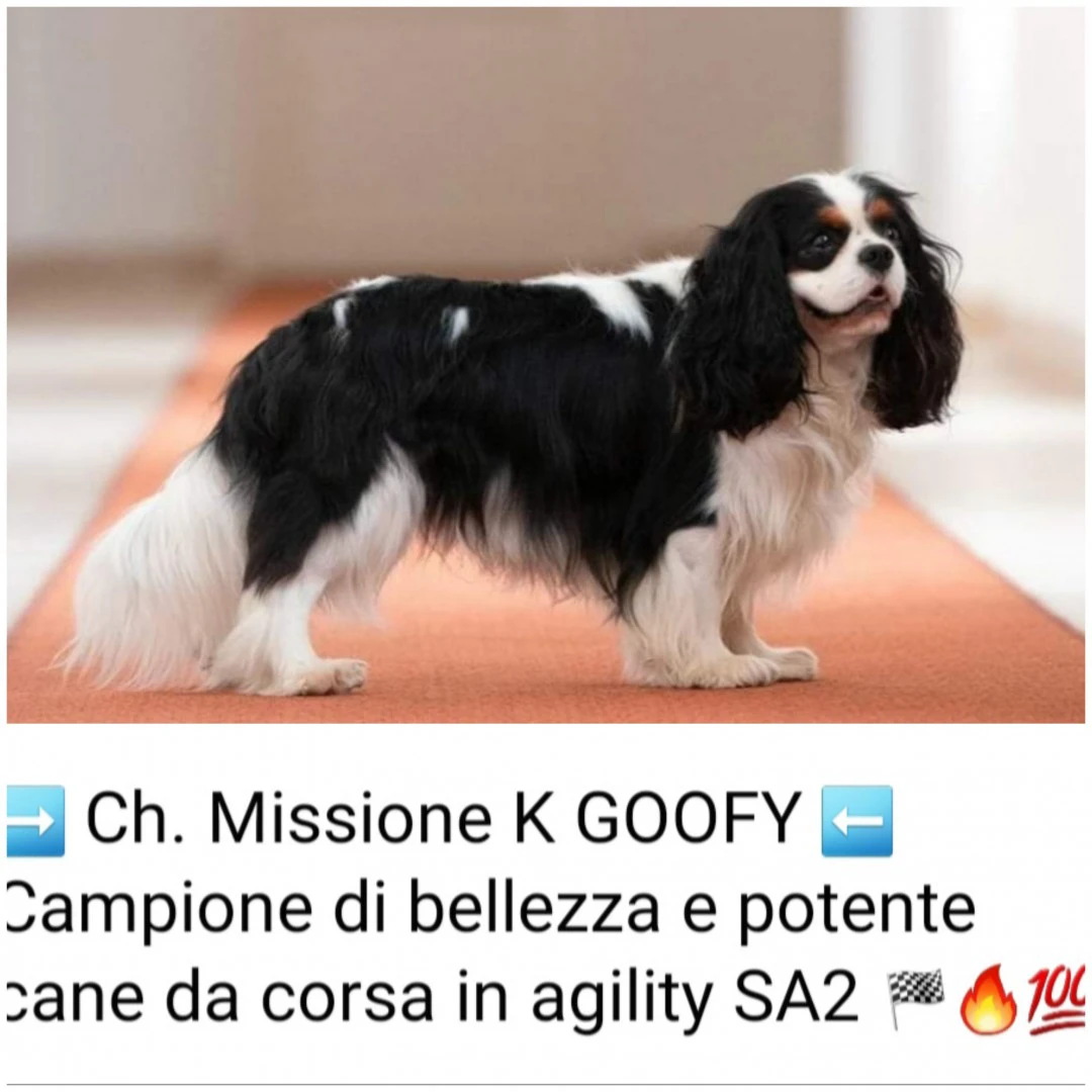 Allevamento di razza Cavalier  | Foto 1