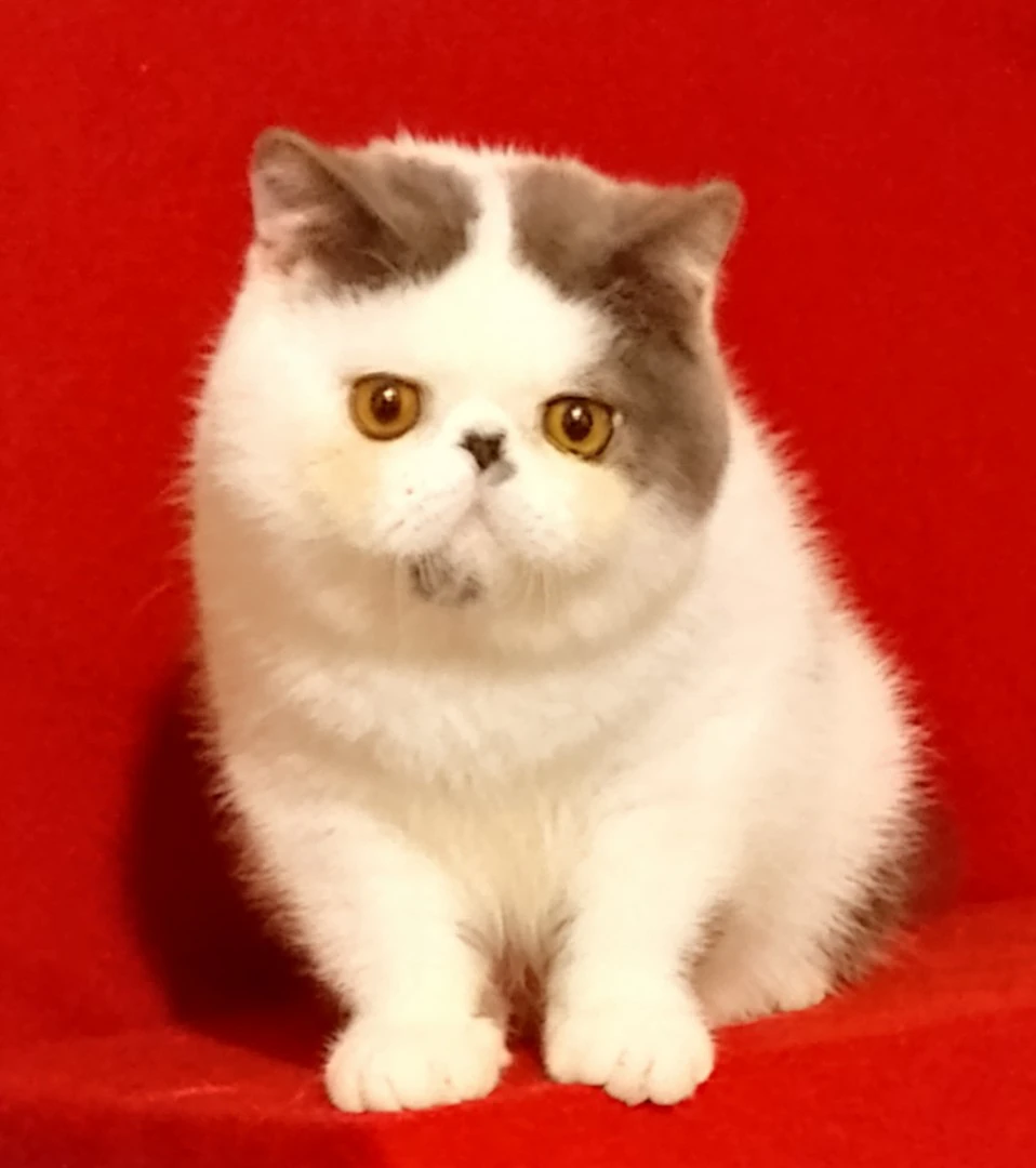 Splendido gattino Angel cerca  | Foto 6