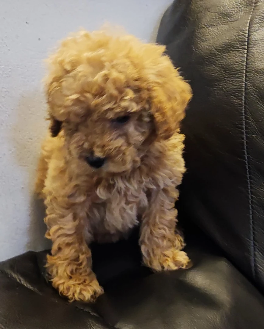 Cuccioli di barboncino nano e  | Foto 1