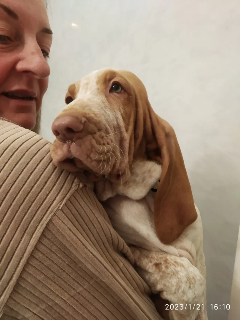 Cuccioli di bracco italiano bi | Foto 4