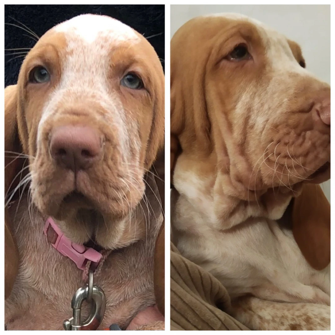 Cuccioli di bracco italiano bi | Foto 3