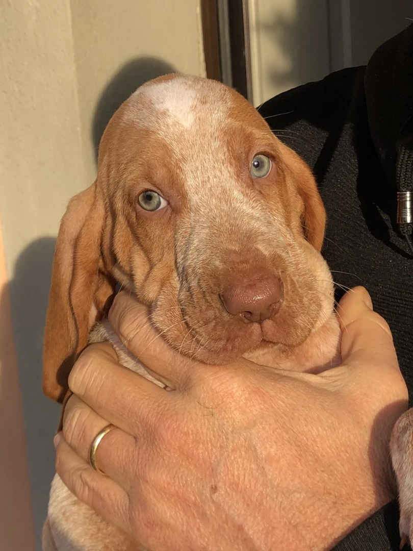 Cuccioli di bracco italiano bi | Foto 1