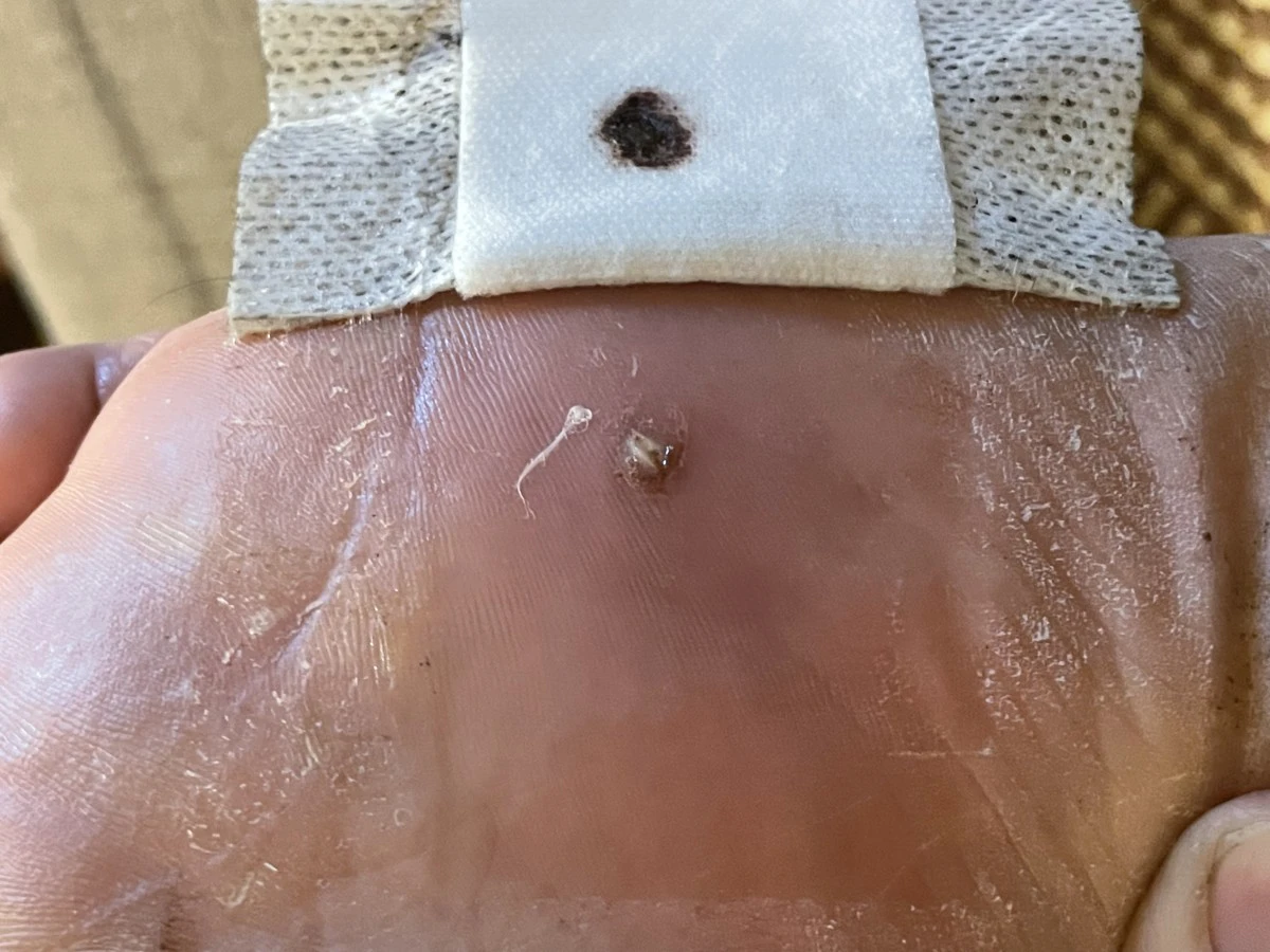 Allevamento amatoriale dispone | Foto 6