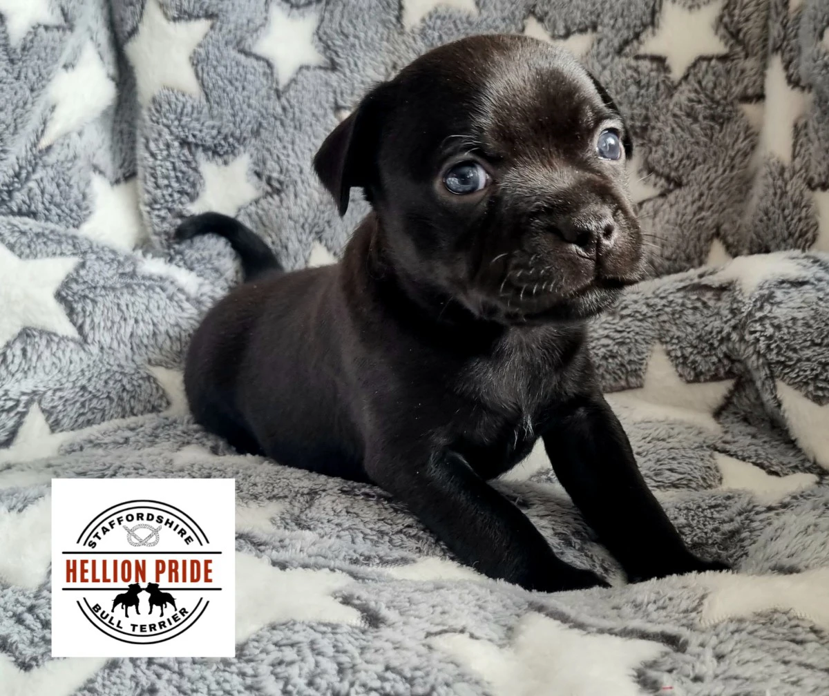 Disponibili cuccioli di staffo | Foto 3