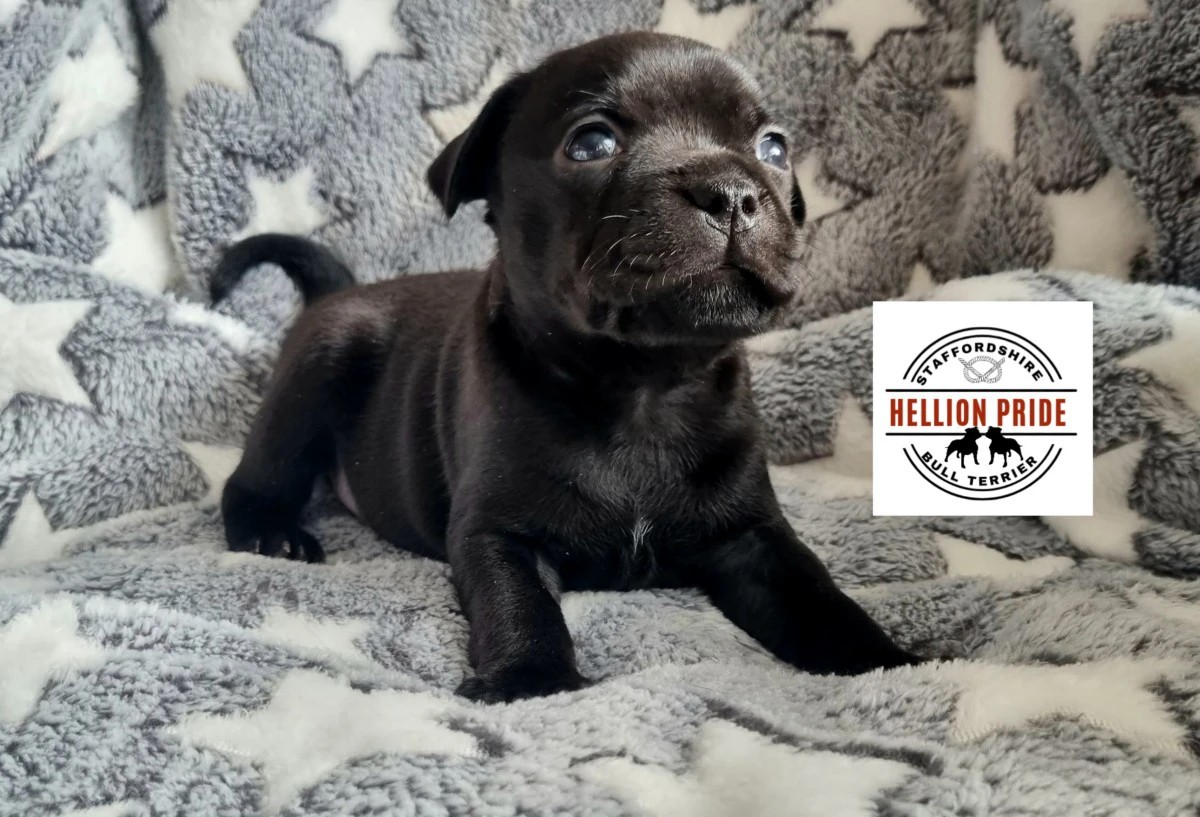 Disponibili cuccioli di staffo | Foto 5