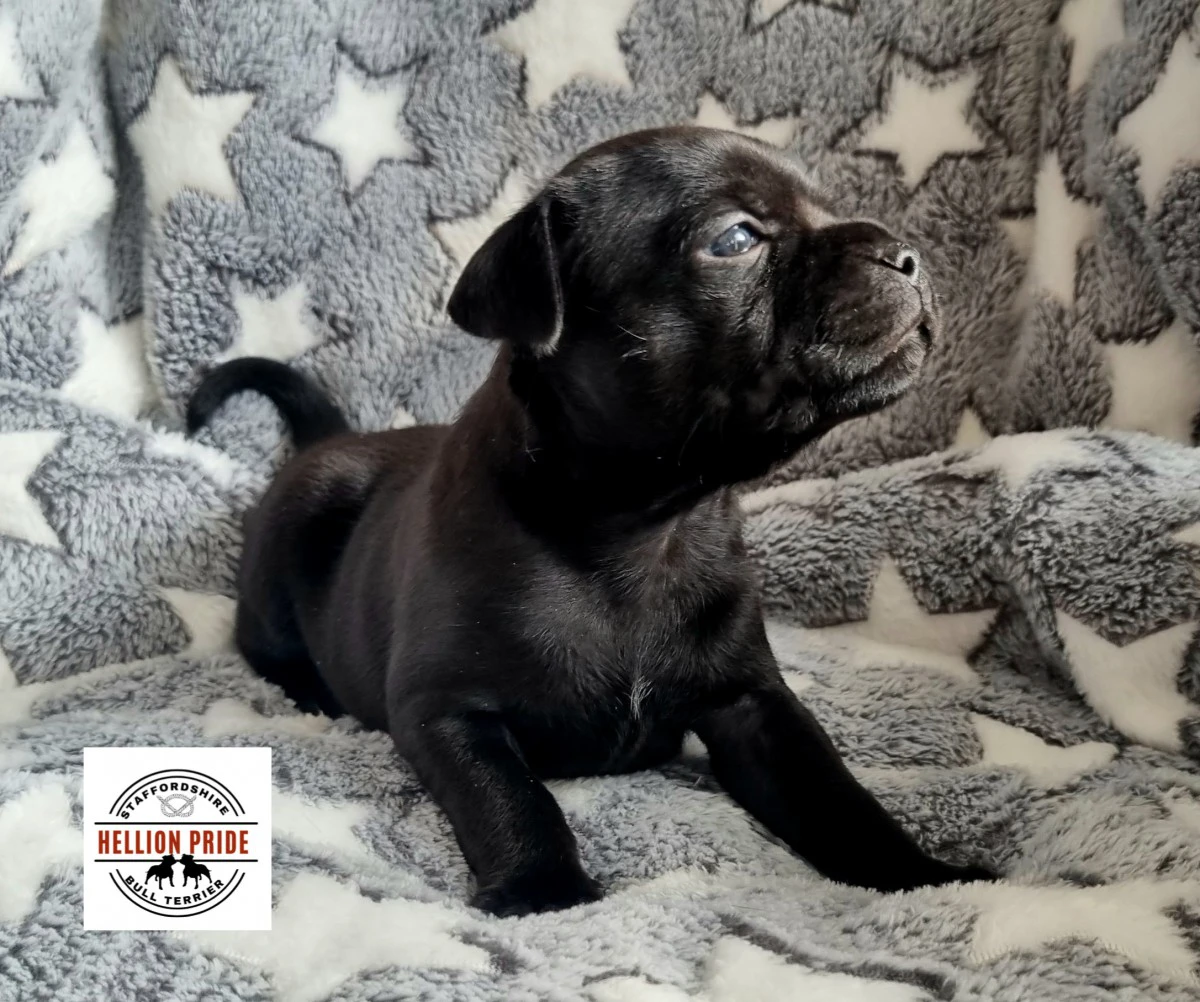 Disponibili cuccioli di staffo | Foto 4