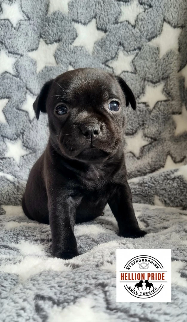Disponibili cuccioli di staffo | Foto 1