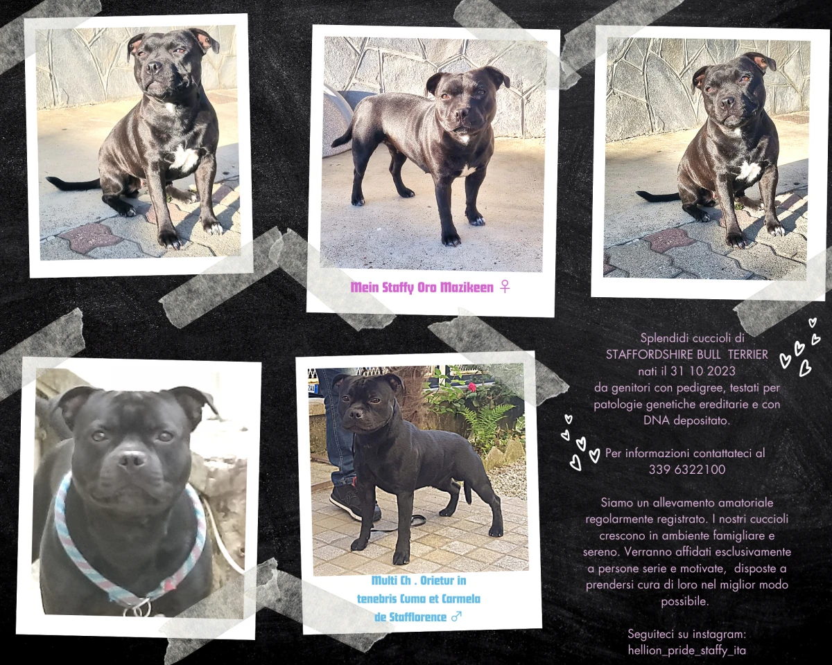 Disponibili cuccioli di staffo | Foto 6