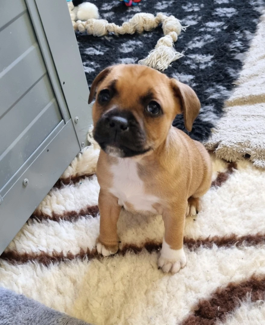 Disponibili splendidi cuccioli | Foto 4