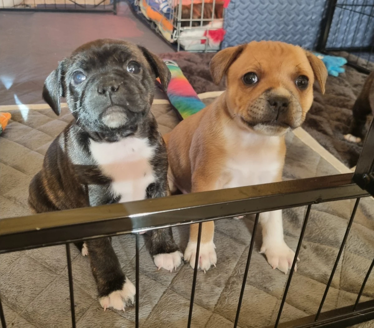 Disponibili splendidi cuccioli | Foto 3