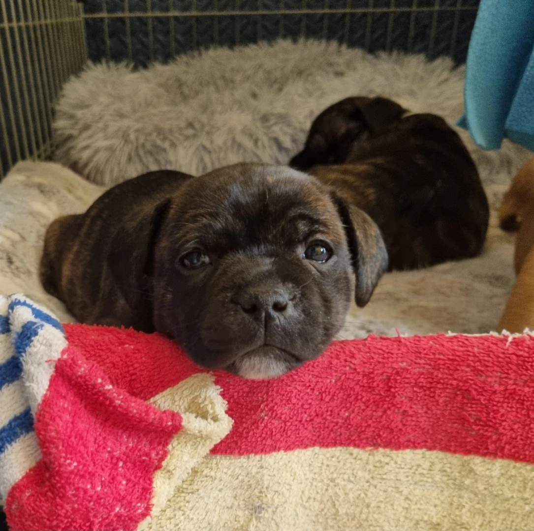 Disponibili splendidi cuccioli | Foto 1