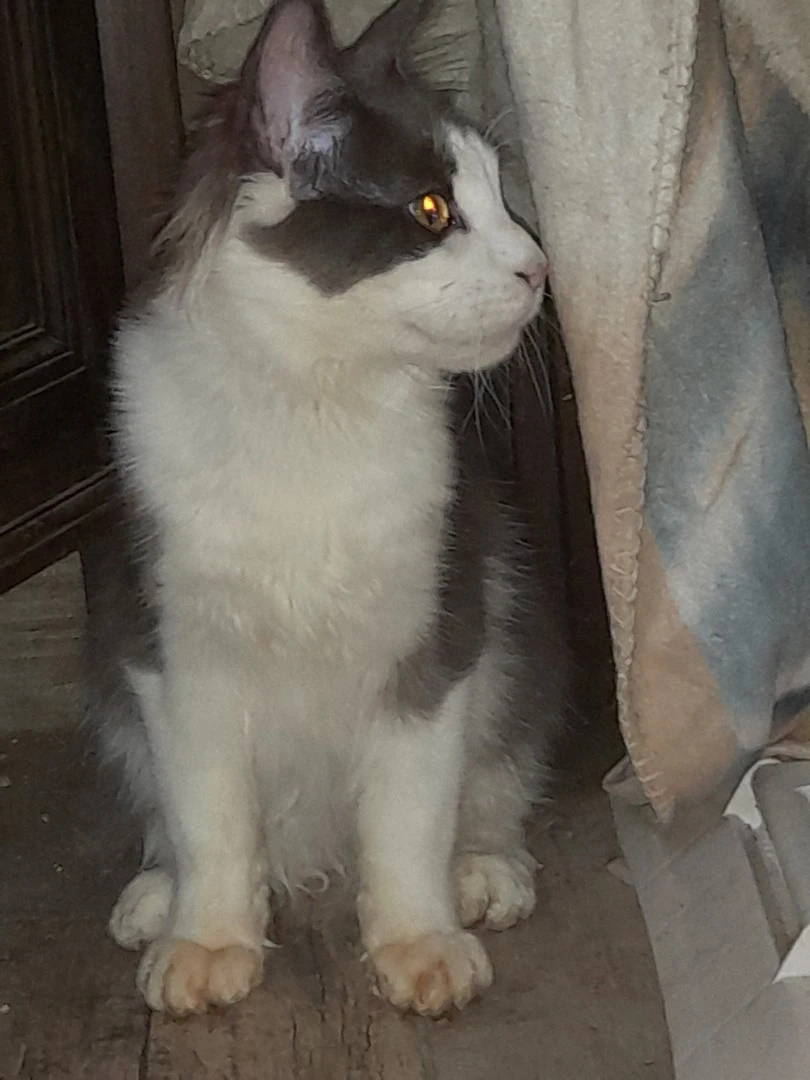 Disponibile cucciolo Maine coo | Foto 2