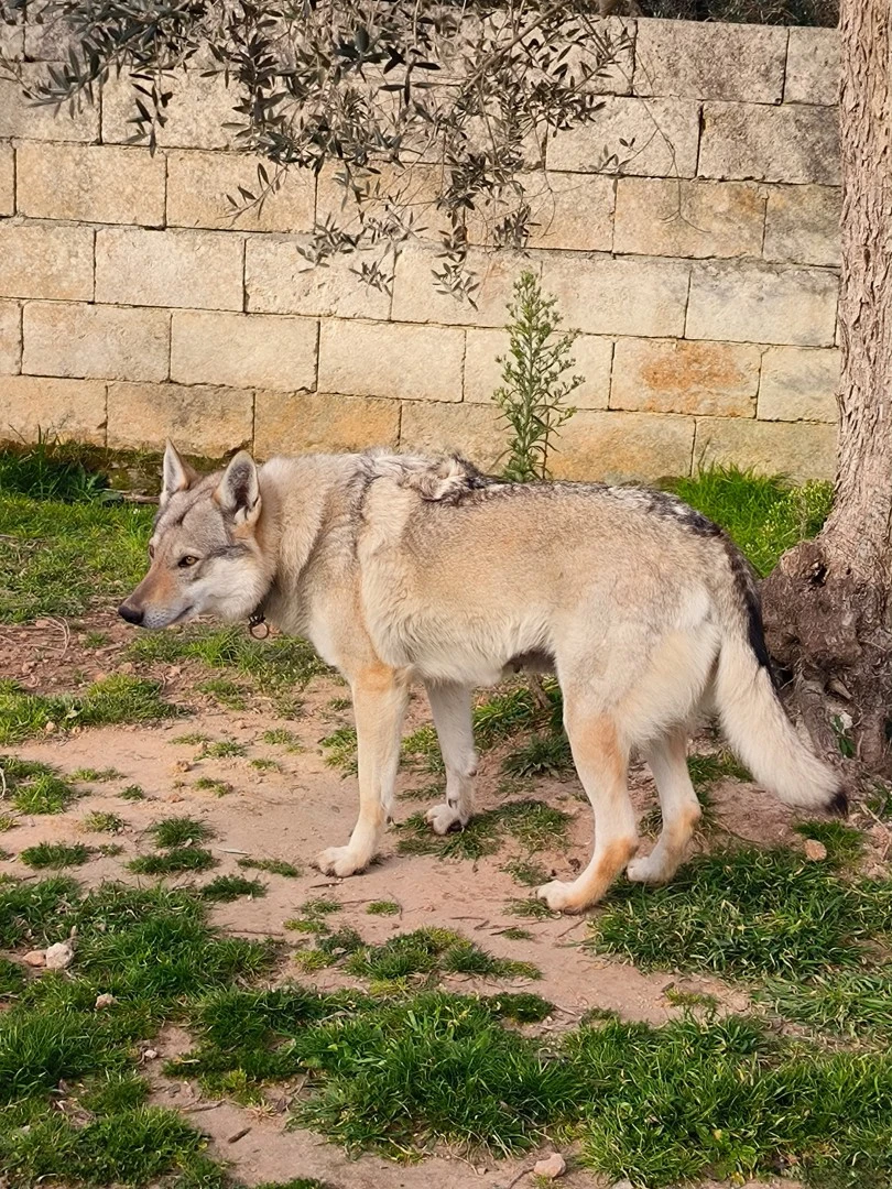 Ancora disponibile  SOLO UNA S | Foto 5