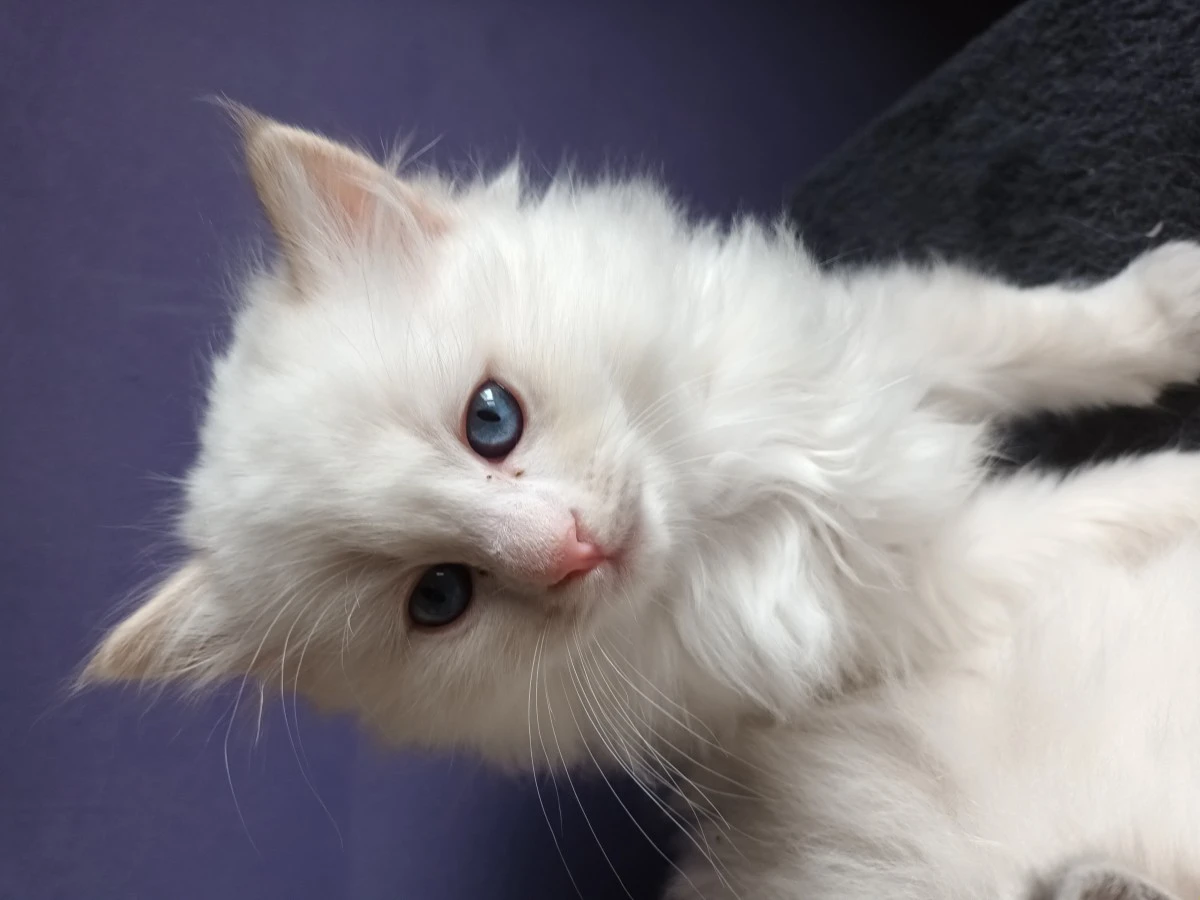 Cuccioli di Ragdoll nati il 10 | Foto 1