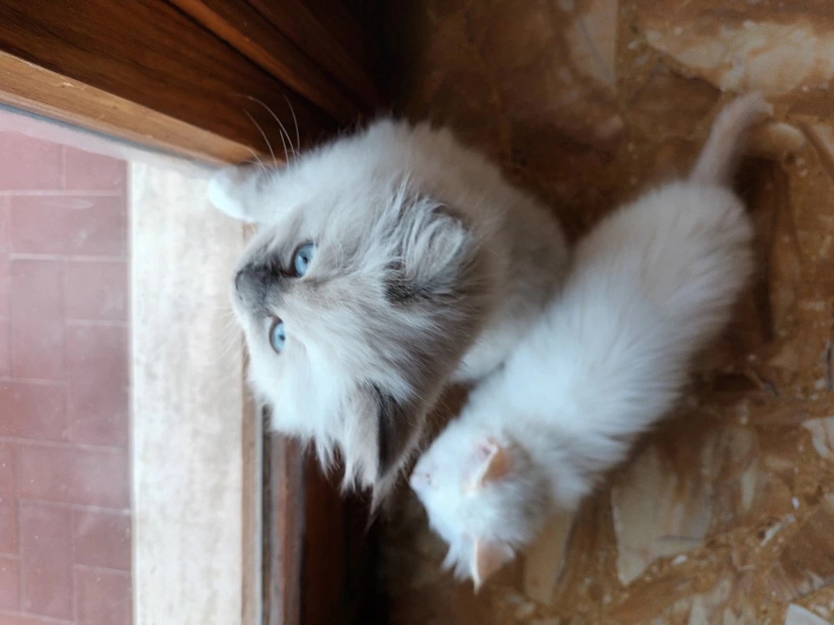 Cuccioli di Ragdoll nati il 10 | Foto 4