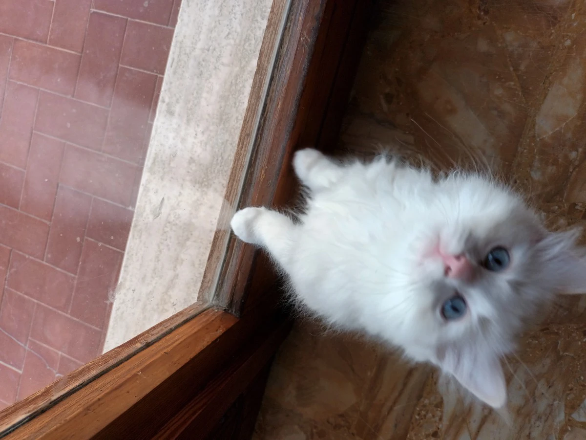 Cuccioli di Ragdoll nati il 10 | Foto 3