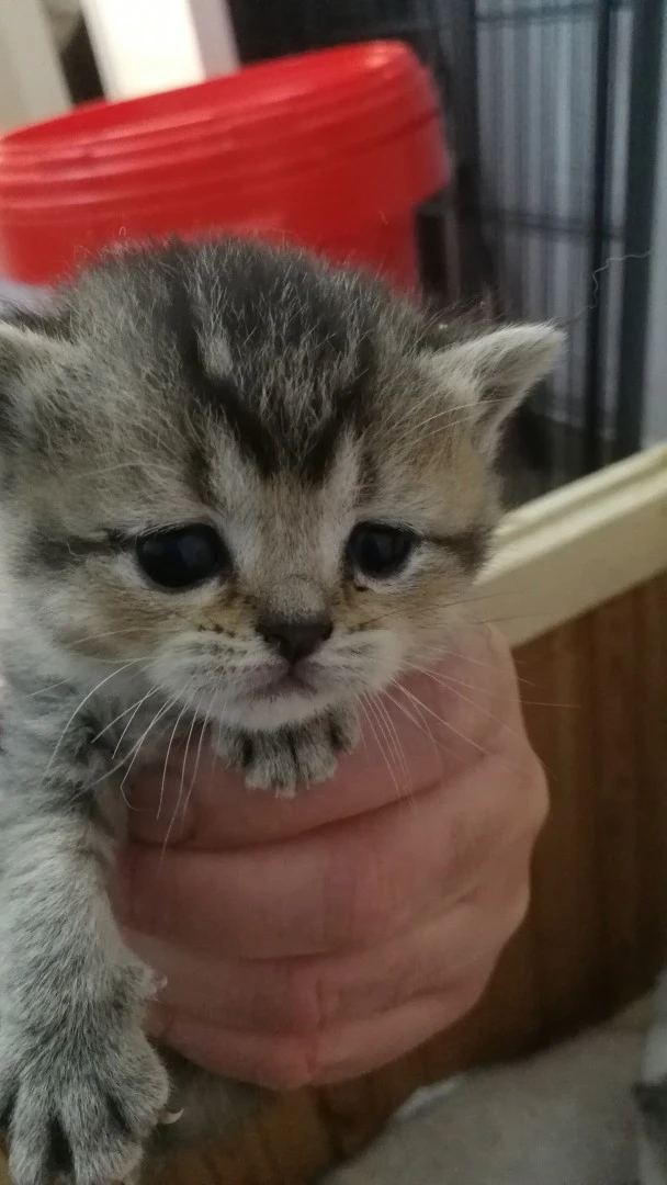 PRENOTA IL TUO
SCOTTISH FOLD  | Foto 6