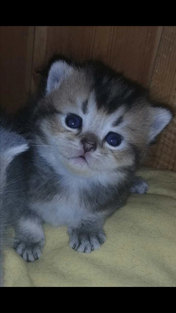 PRENOTA IL TUO
SCOTTISH FOLD  | Foto 1