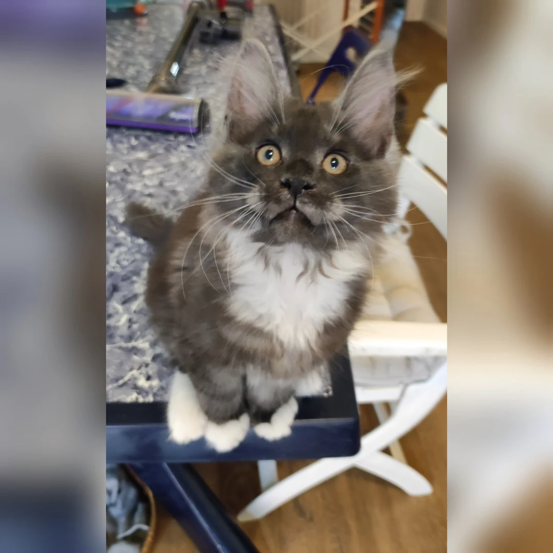 Cuccioli di Maine Coons dispon | Foto 2