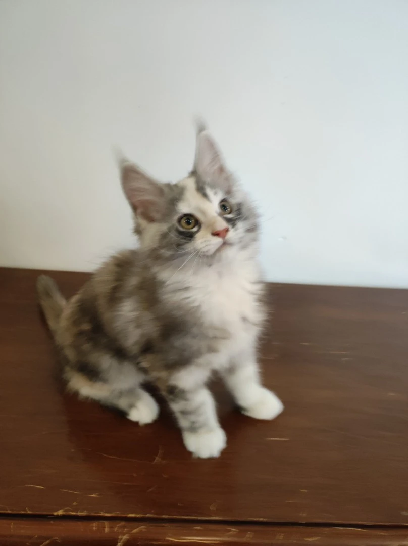 Cuccioli di Maine Coons dispon | Foto 3