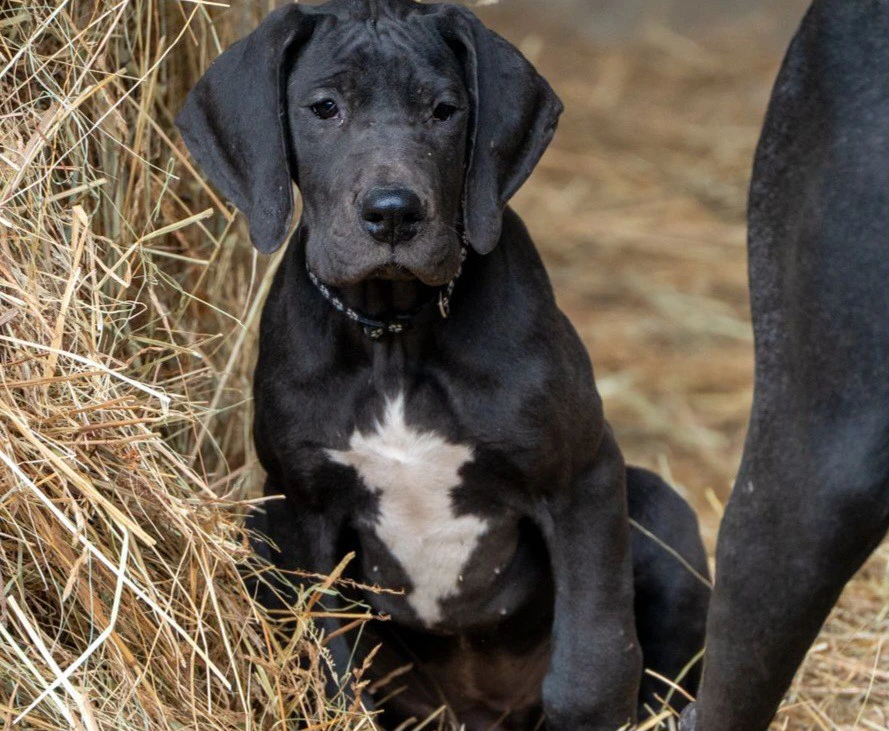 Bellisime cucciole di alano, p | Foto 1