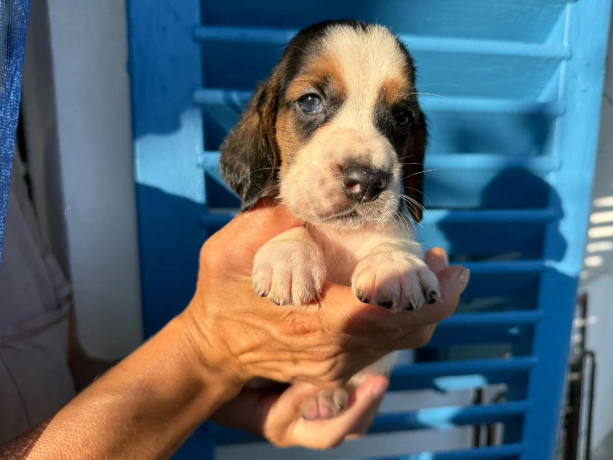 IL TUO BASSETHOUND ORA! PAGA C | Foto 1