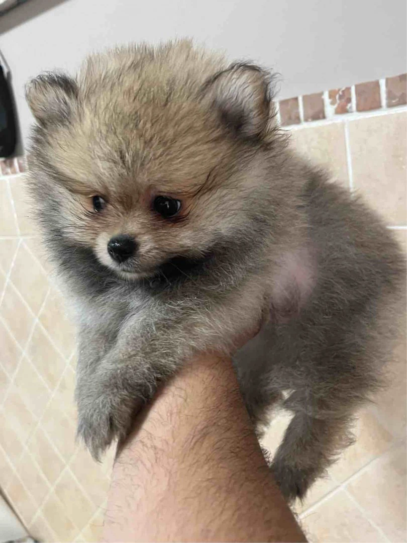 Cuccioli di Spitz tedesco nano | Foto 4