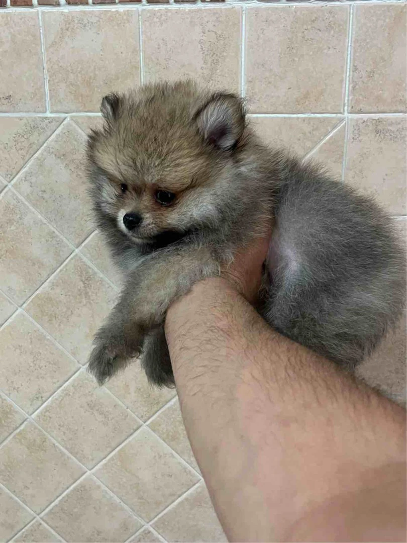Cuccioli di Spitz tedesco nano | Foto 3