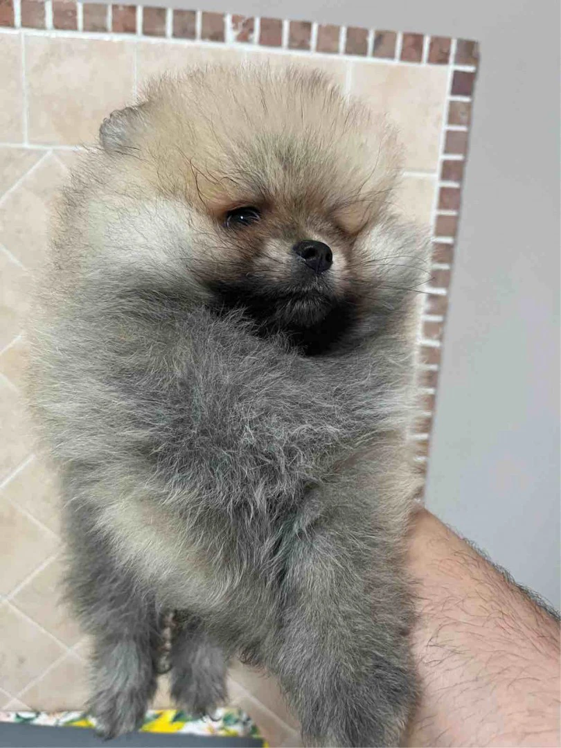 Cuccioli di Spitz tedesco nano | Foto 2