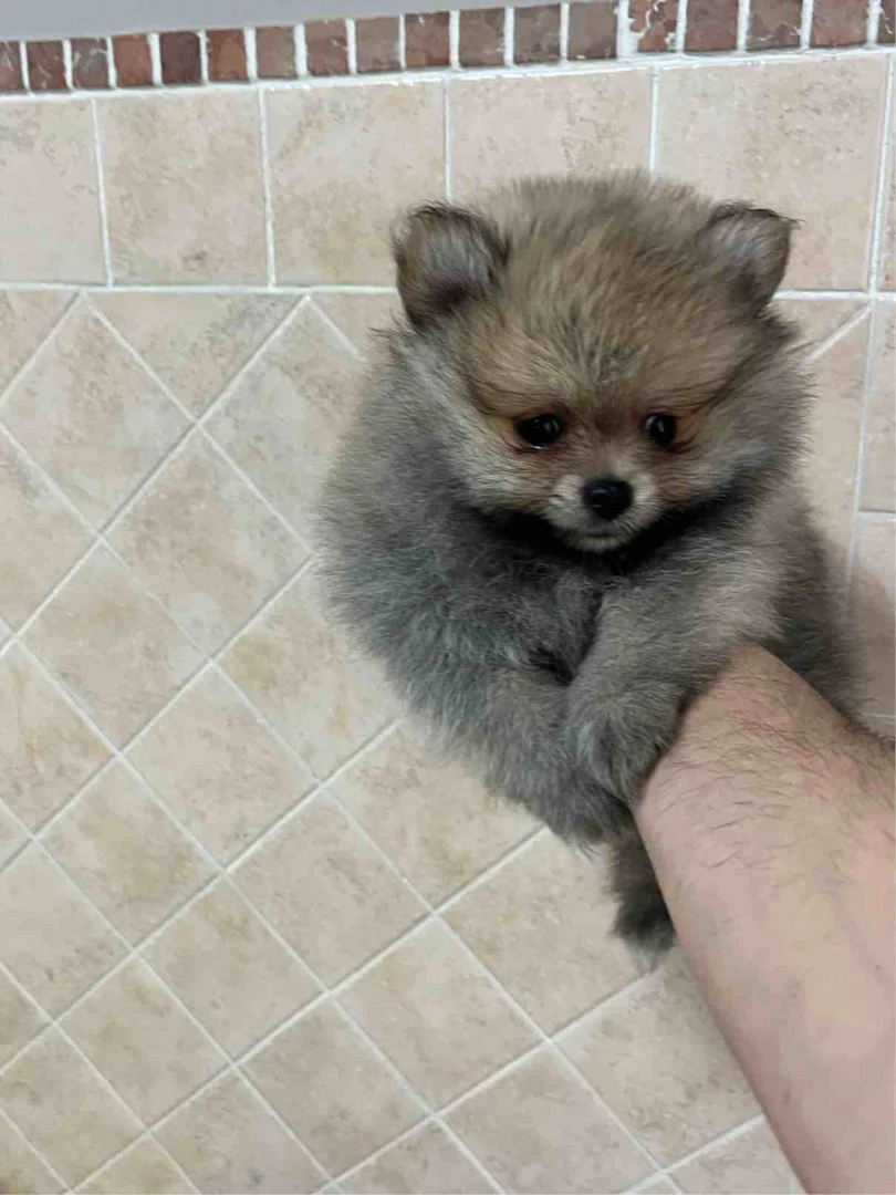 Cuccioli di Spitz tedesco nano | Foto 1